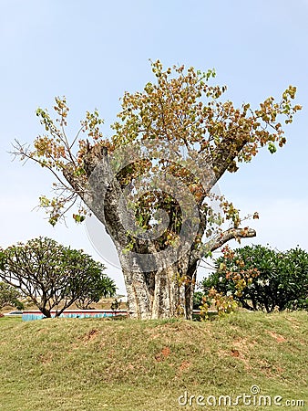 Regeneration of a cut tree Stock Photo