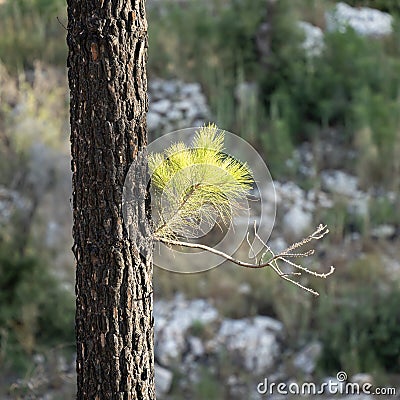Regeneration of a Pine Tree in a Burnt Forest, the Judea Mountains, Israel Stock Photo