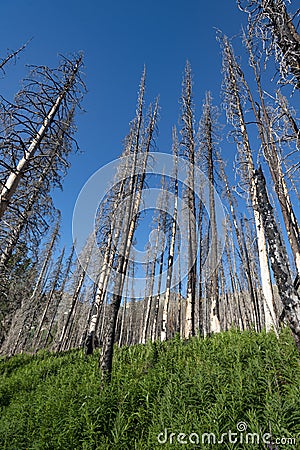 Regrowth after forest fire Stock Photo