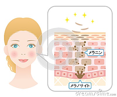 Human skin cell turnover with woman face illustration. Beauty and skin care concept Vector Illustration