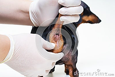 Regular procedure prophylactic cleaning the paranal glands in the dog veterinarian in the clinic Stock Photo