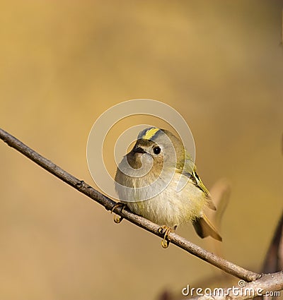 Regulus regulus, Goldcrest Stock Photo