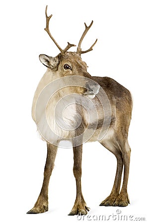 Reindeer (2 years) Stock Photo
