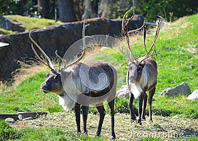 Reindeer Stock Photo