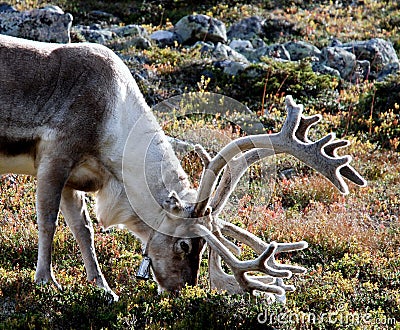 Reindeer Stock Photo