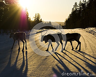 Reindeer Stock Photo