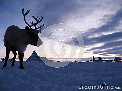 Reindeer against a tundra landscape Stock Photo