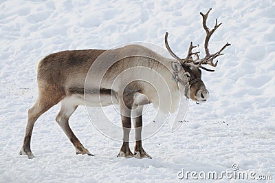 Reindeer Stock Photo