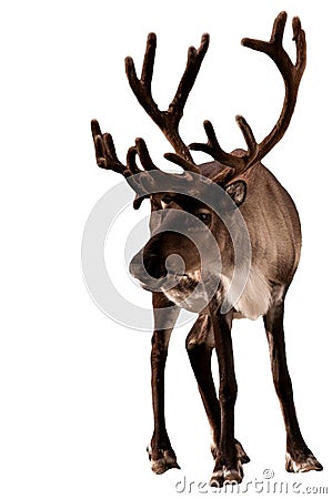 Reindeer caribou Stock Photo