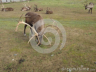 Reindeer Caribou in Alaska grazing in a grassy field. Grouped together as a herd Stock Photo