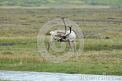 Reindeer- Caribou, Iceland Stock Photo