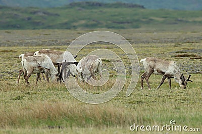 Reindeer- Caribou, Iceland Stock Photo