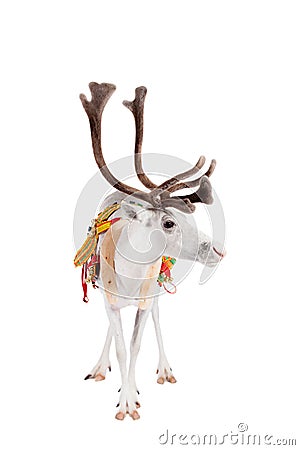 Reindeer or caribou wearing traditional harness Stock Photo