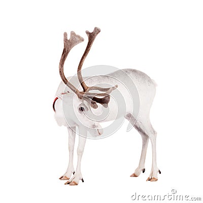 Reindeer or caribou, on the white background Stock Photo