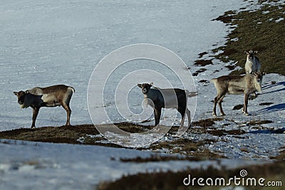 Reindeer, Caribou, Iceland Stock Photo