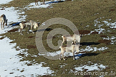 Reindeer, Caribou, Iceland Stock Photo