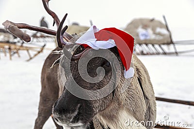 The reindeer for Christmas, red cap on the head of deer Stock Photo