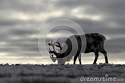 Reindeer in chukchi tundra Stock Photo