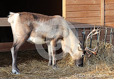 Reindeer carabou Stock Photo