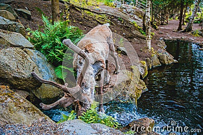 Reindeer drinks water from the stream in a forest Stock Photo