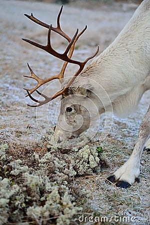 Reindeer eating moss in Lapland. Stock Photo
