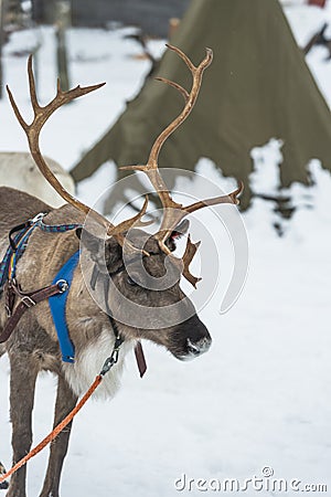 Reindeer in Finland Stock Photo