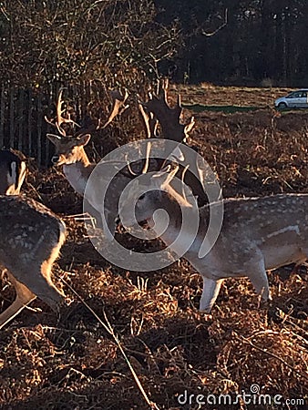 Reindeer Stock Photo