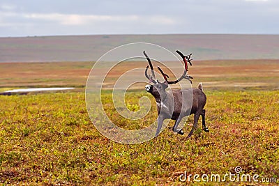 Reindeer grazes in the polar tundra. Stock Photo