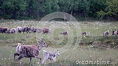 Reindeer herd near Messingen in Sweden Stock Photo