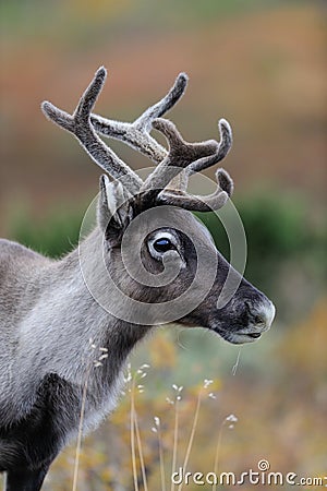 Reindeer head portrait in autumn Stock Photo