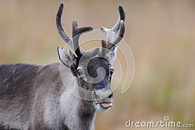 Reindeer head portrait, flatruet, sweden Stock Photo