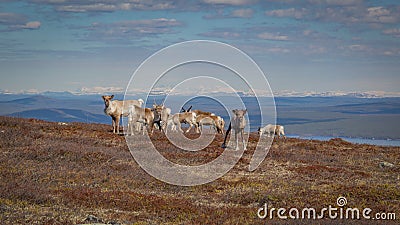 Reindeer herd grazing on a mountainside in Swedish Lapland with beautiful vista in the background and a curious calf looking Stock Photo