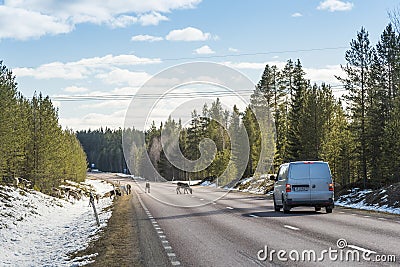 Reindeer herd on the road Sweden Editorial Stock Photo