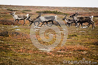 Reindeer herd, Sweden Stock Photo