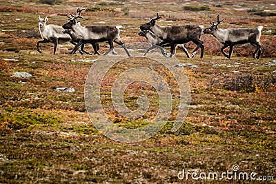 Reindeer herd on Swedish tundra Stock Photo