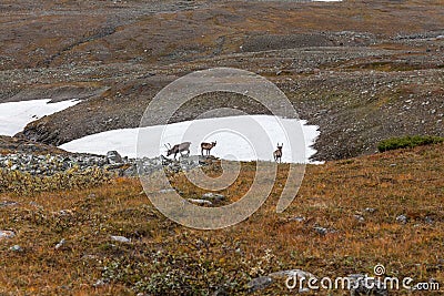 Reindeer herds in Sarek national park, Sweden Stock Photo