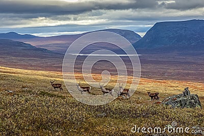 Reindeer herds in Sarek national park, Sweden Stock Photo