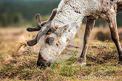 Reindeer on a hill Stock Photo