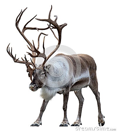 Reindeer with antlers isolated on the white background Stock Photo