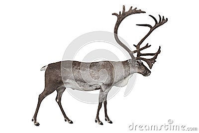 Reindeer isolated on white Stock Photo