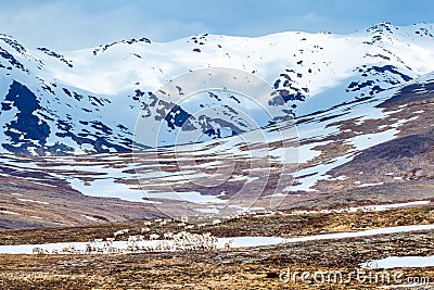 Reindeer Stock Photo