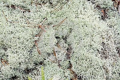 Reindeer Lichen - Cladonia rangiferina Stock Photo