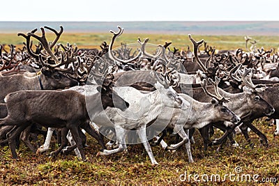 Migration of reindeer Stock Photo