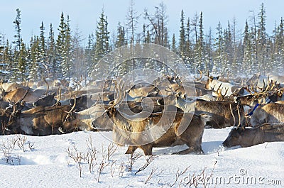 Reindeer migrate in the tundra Stock Photo