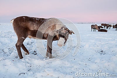 The reindeer in the Nenets reindeer herders camp Stock Photo