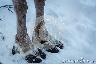 Reindeer in northern Finland Stock Photo