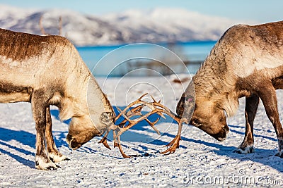 Reindeer in Northern Norway Stock Photo