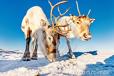 Reindeer in Northern Norway Stock Photo