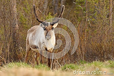 Reindeer Stock Photo