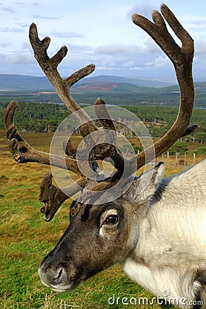 Reindeer portrait Stock Photo